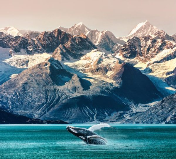 Alaska Whale