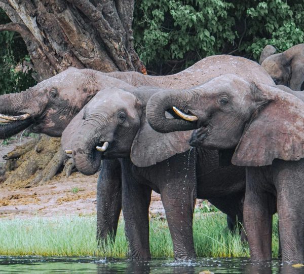 Elephants in Chobe National Park, Botswana