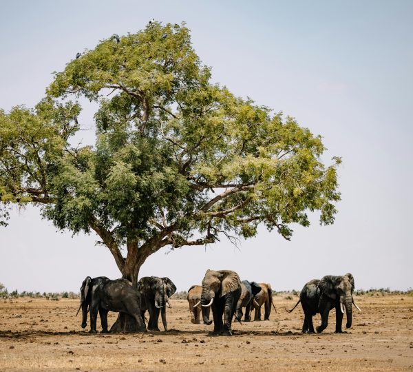 Livingstone, Zambia